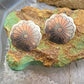 Native American Sterling Silver Round Stamped Concho Stud Earrings For Women #1