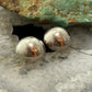 Sterling Silver Dome Stud Earrings For Women