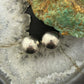 Sterling Silver Dome Stud Earrings For Women